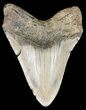 Bargain Megalodon Tooth - North Carolina #49505-2